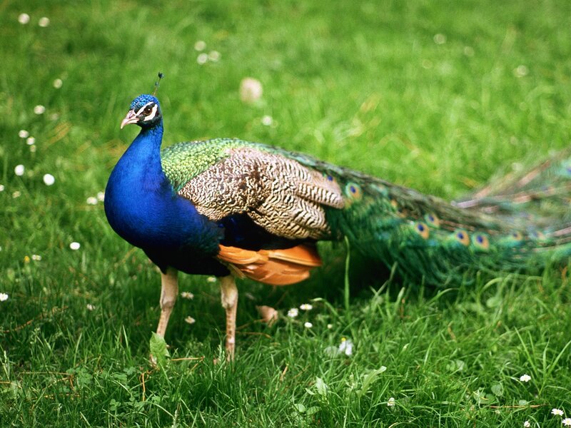 Peacock on Grass — Blue, Calm