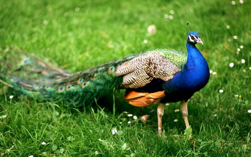 Peacock on Grass — Blue