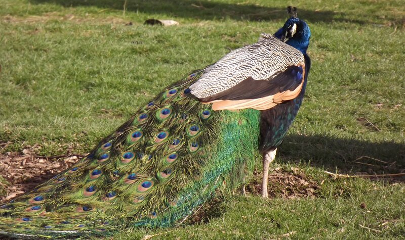 Peacock on Grass — Green, Calm, Afternoon, Photograph