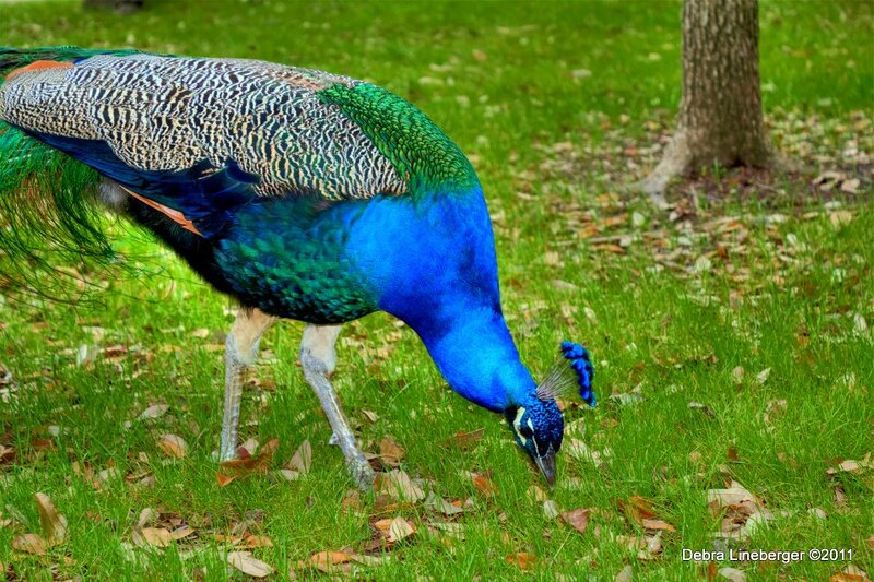 Peacock on Grass — Green, Calm, Afternoon