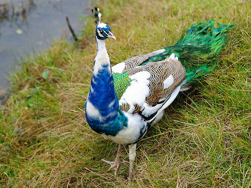 Peacock on Grass — Green, Calm, Photograph
