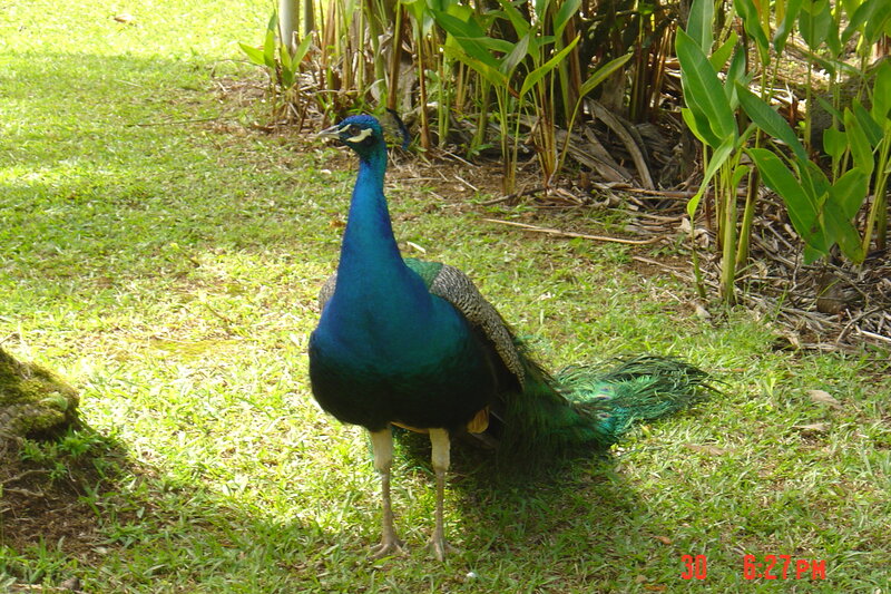 Peacock on Grass — Green, Calm