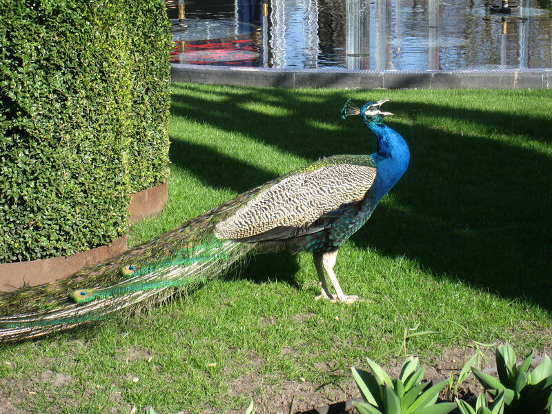 Peacock on Grass — Green, Serene, Afternoon