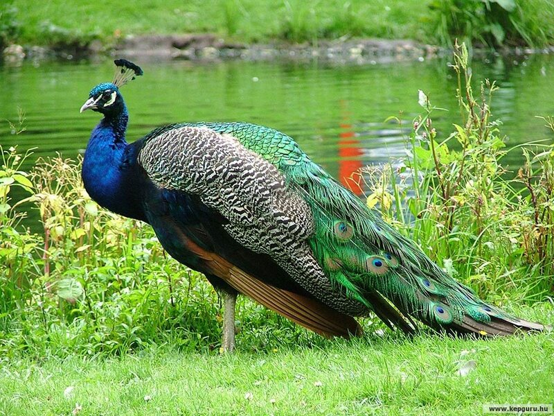Peacock on Grass — Green, Serene