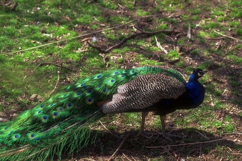 Peacock on Grass — Green