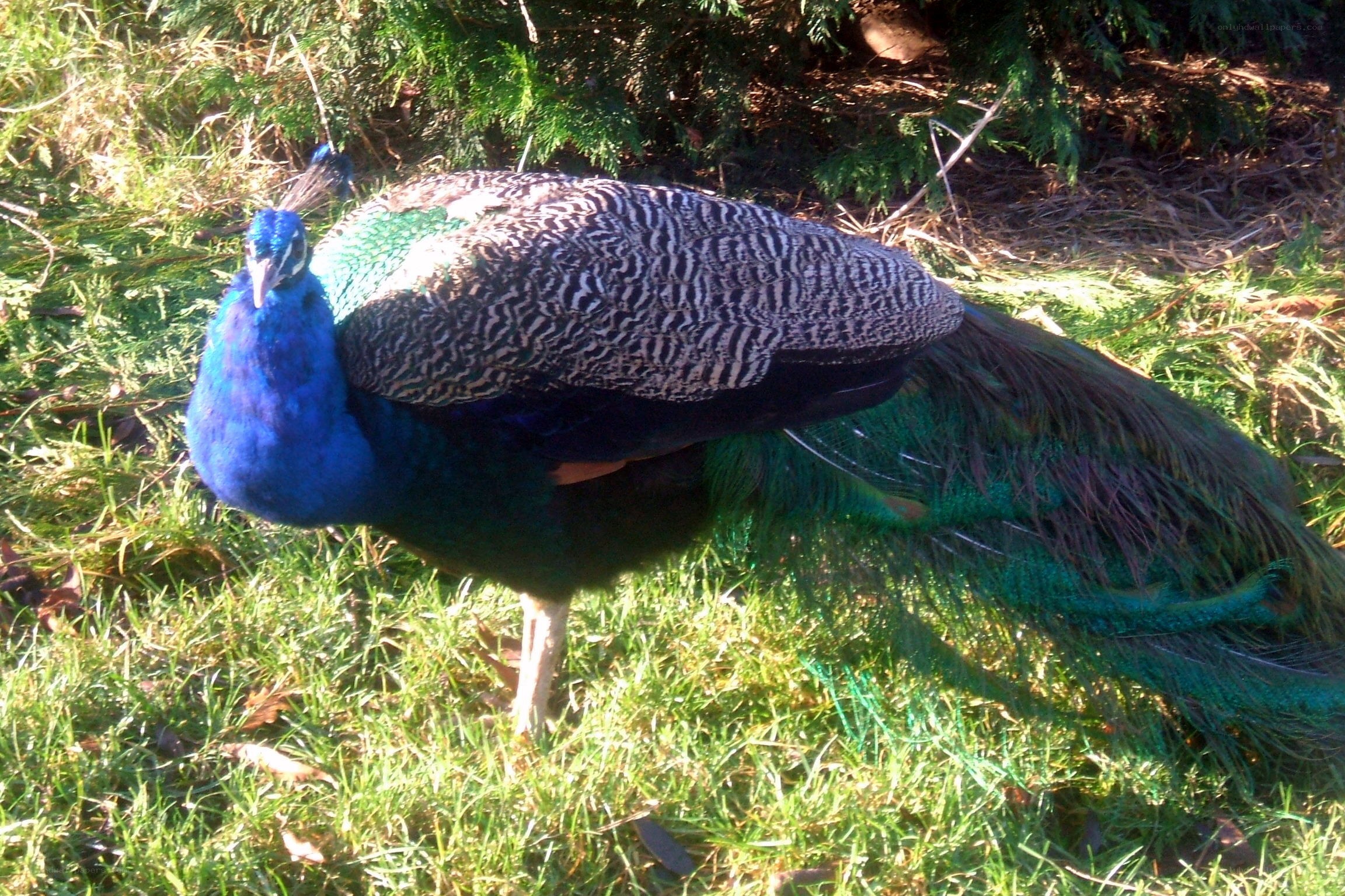 peacock on grass