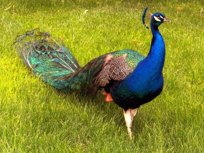 peacock on green grass