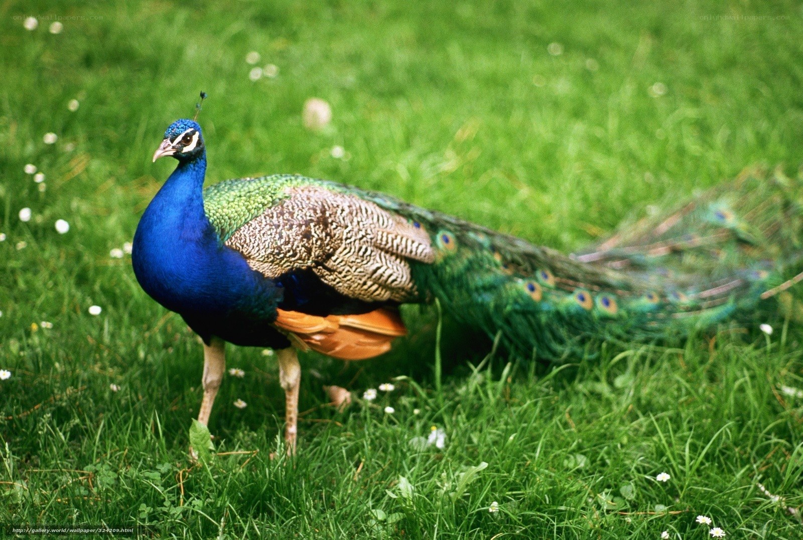 peacock on green grass