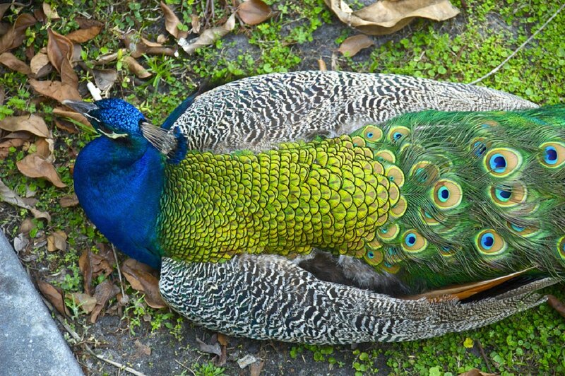 Peacock on Ground — Blue, Calm
