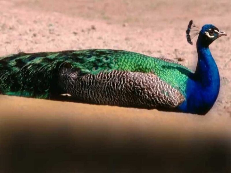 Peacock on Ground — Blue