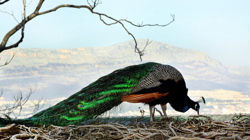 Peacock on Ground — Green, Serene