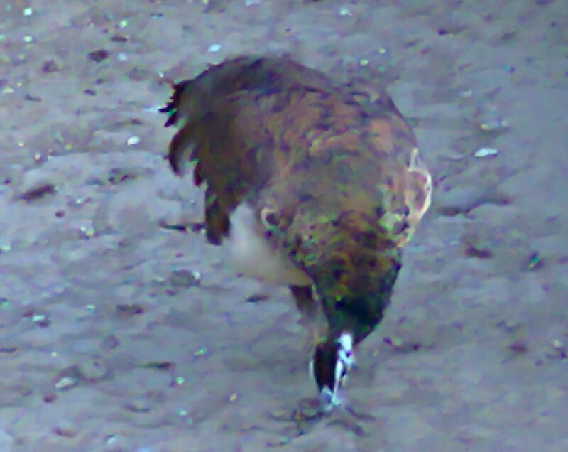 Peacock on Ground