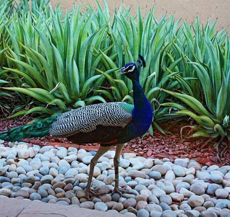 Peacock on Pebbles