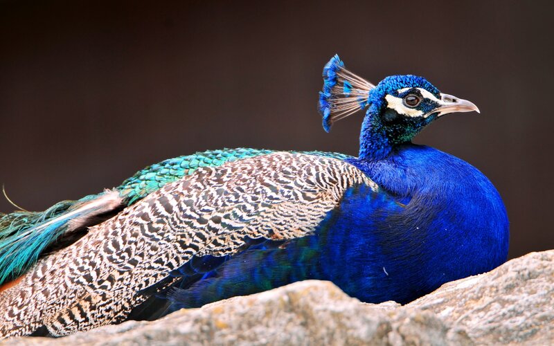 Peacock on Rock