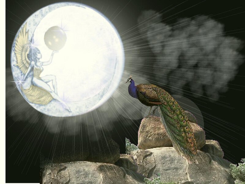 Peacock on Rocks