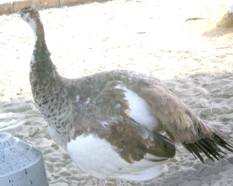 peacock on sandy ground