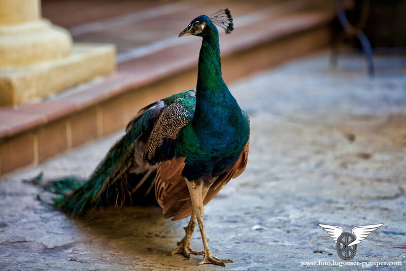 Peacock on Stone Ground