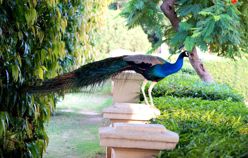 Peacock on Stone Pillar