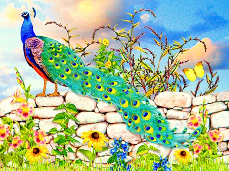 Peacock on Stone Wall — Blue, Serene