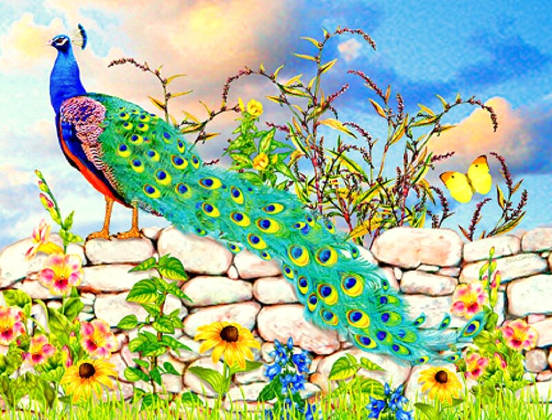 Peacock on Stone Wall — Blue