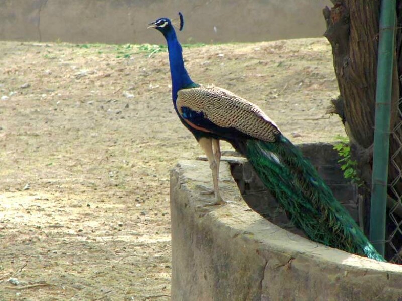Peacock on Stone Wall