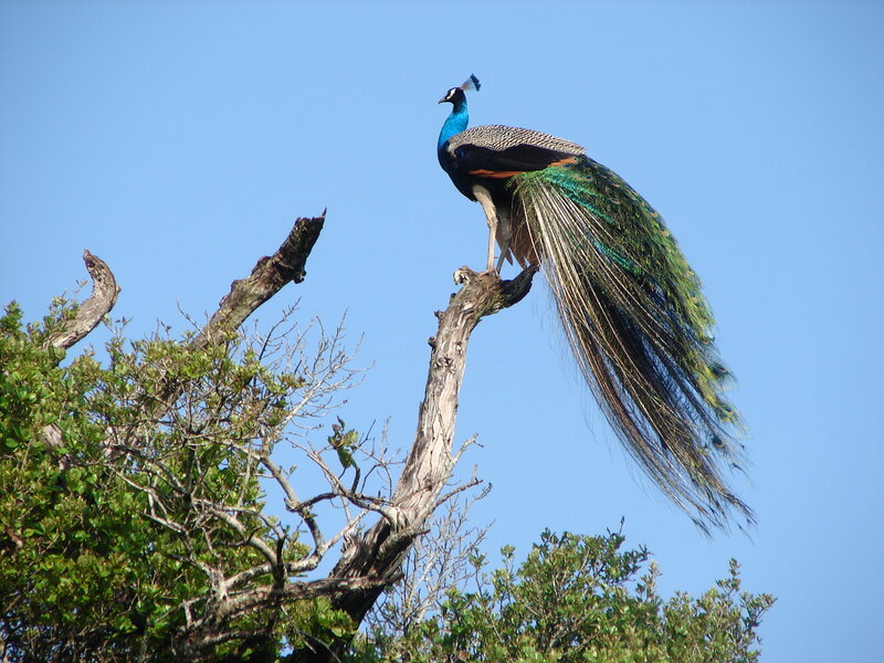 Peacock on Tree Branch — Blue, Serene, Afternoon