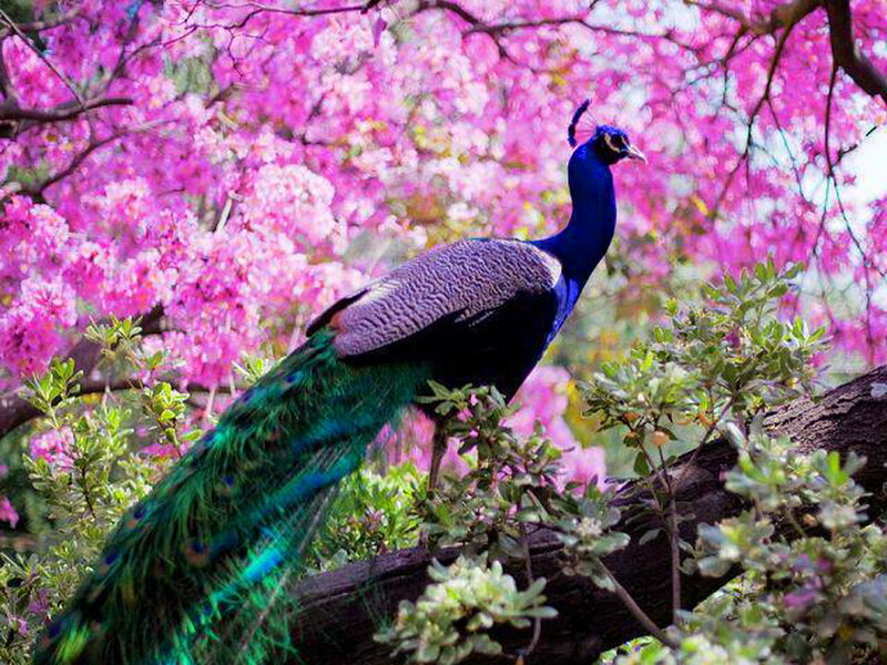 Peacock on Tree Branch — Blue, Serene