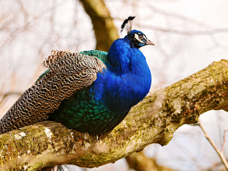 Peacock on Tree Branch — Blue