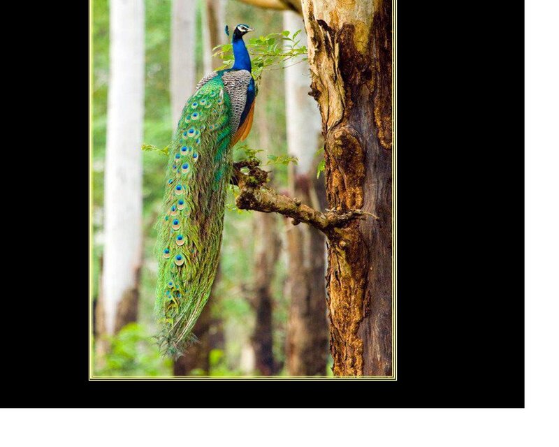 Peacock on Tree Branch — Green, Natural, Afternoon