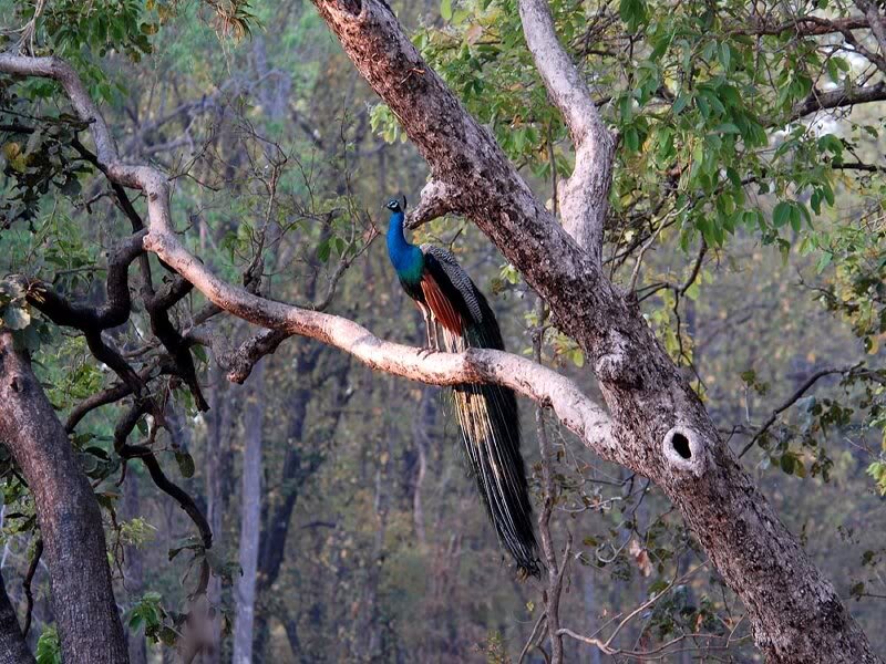 Peacock on Tree Branch — Green, Natural
