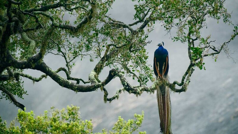 Peacock on Tree Branch — Green, Serene, Photograph