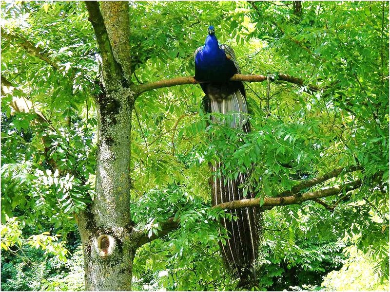 Peacock on Tree Branch — Green