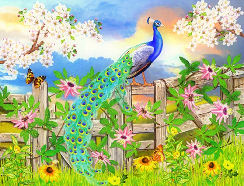 Peacock on Wooden Fence — Blue