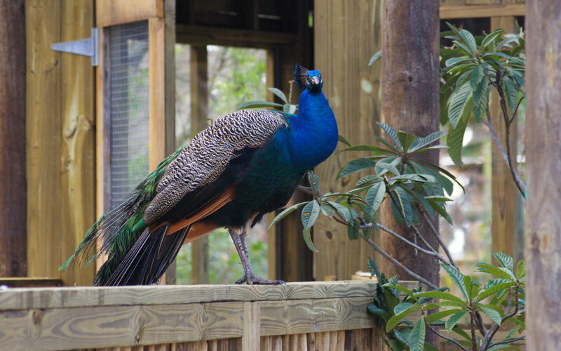 Peacock on Wooden Fence