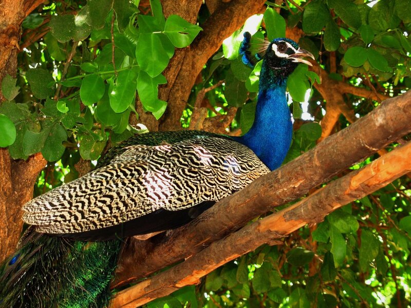 peacock perched in tree