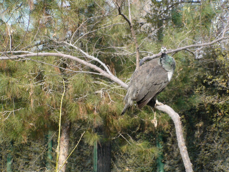 peacock perched on a tree branch