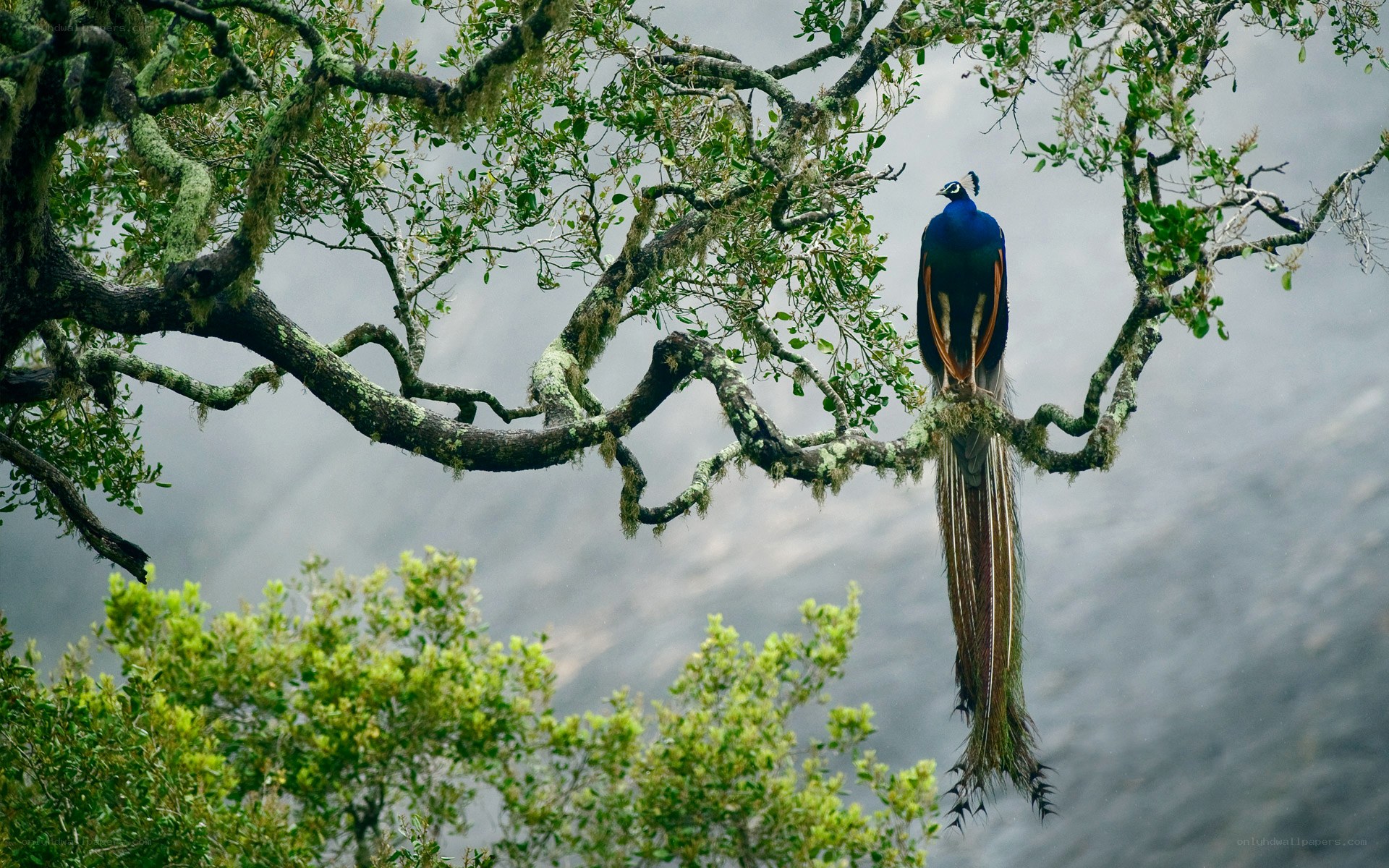 peacock perched on a tree branch