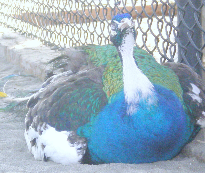 peacock resting on ground