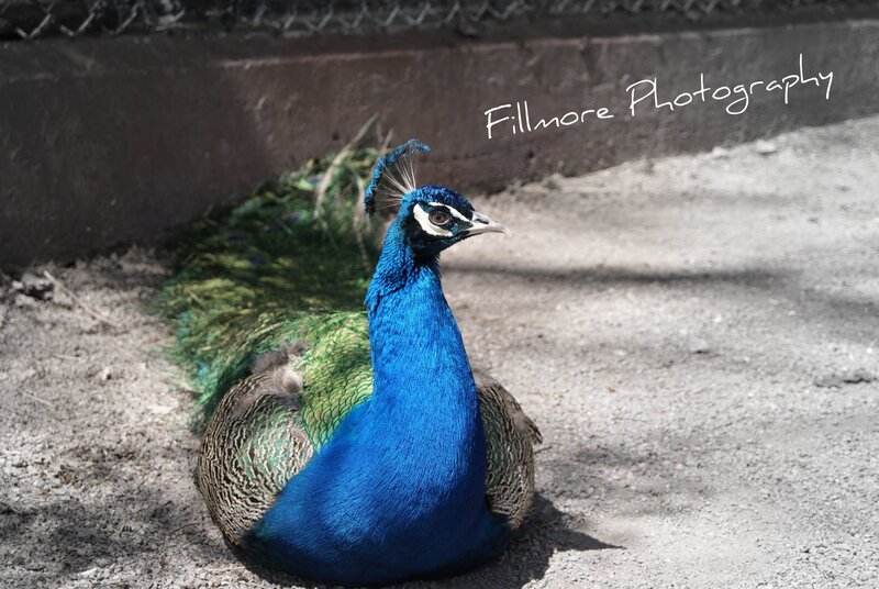 Peacock sitting on ground