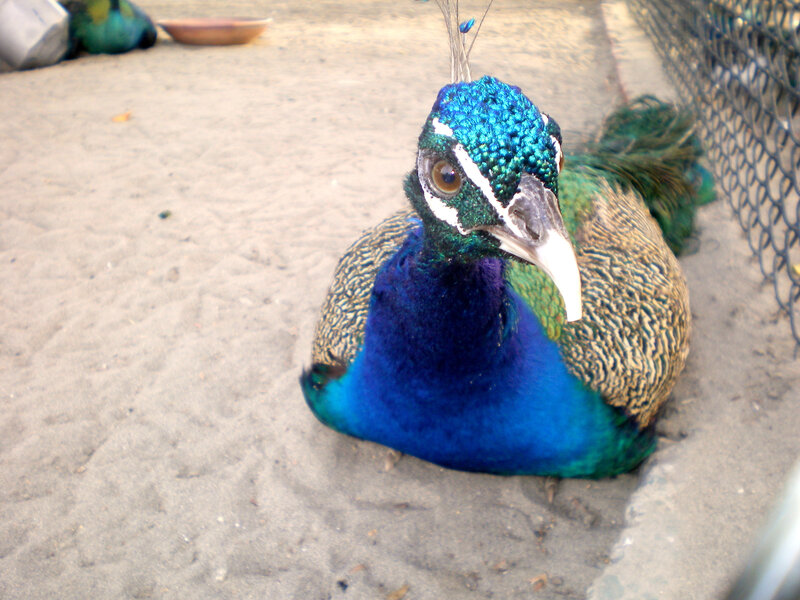 peacock sitting on sand
