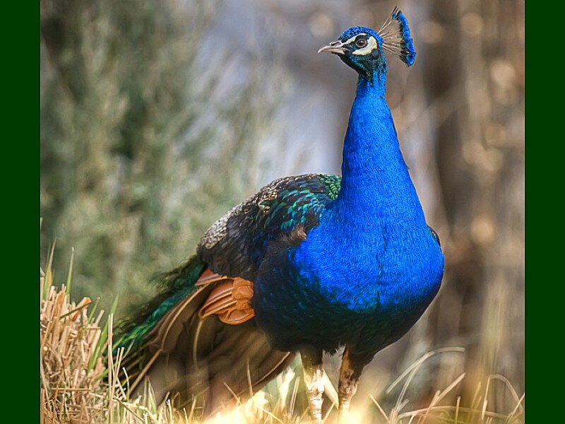 Peacock Standing in Grass
