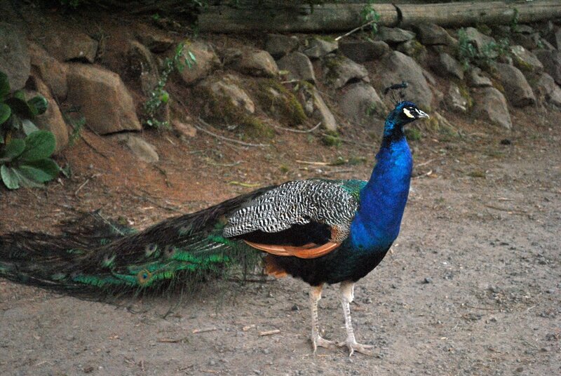 Peacock Standing on Dirt