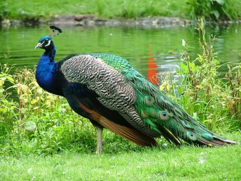 Peacock Standing on Grass
