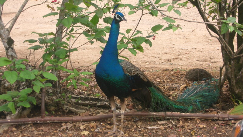 Peacock Standing on Ground