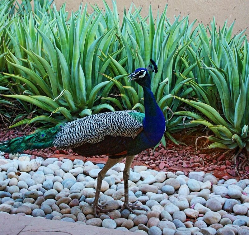 peacock standing on pebbles