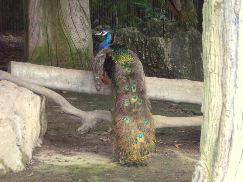 Peacock Standing