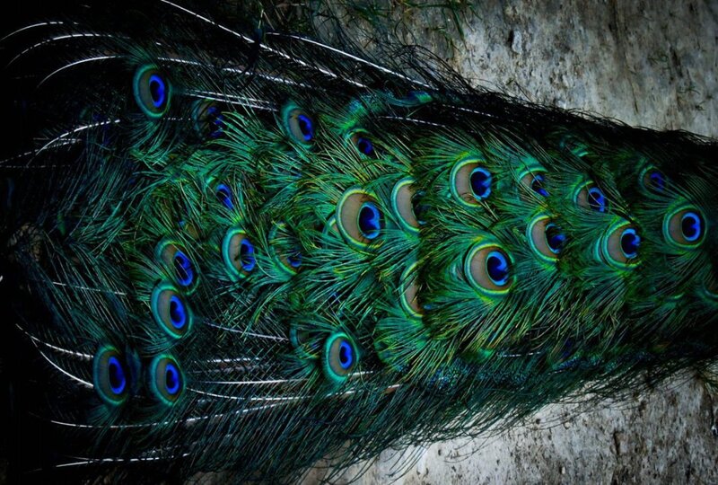 Peacock Tail Feathers