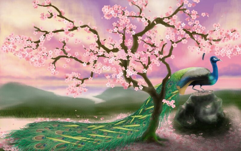 Peacock under Cherry Tree