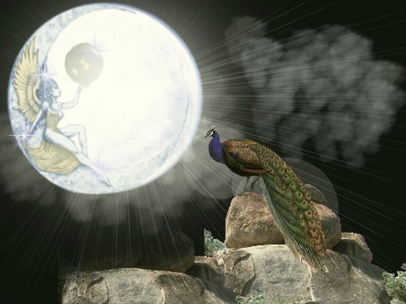 peacock under moonlight