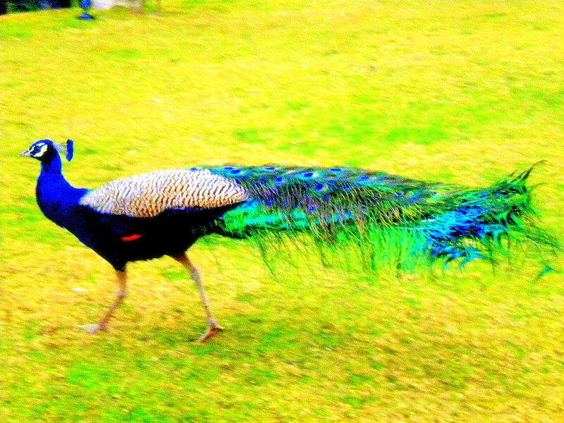 Peacock Walking on Grass — Green